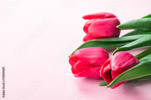 Plakat tulipan kwitnący świeży bukiet