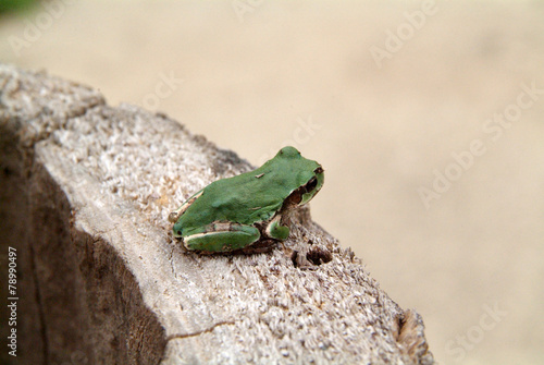 Plakat zwierzę żaba płaz kołnierz
