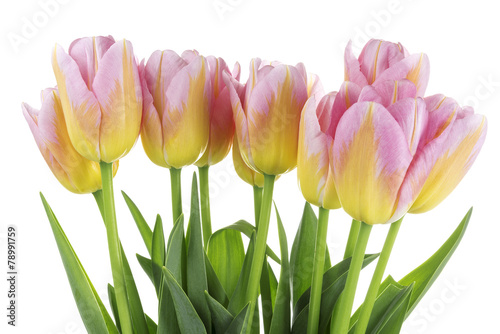 Obraz na płótnie tulipan kwiat natura