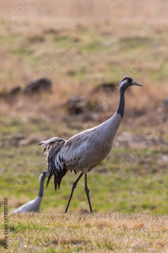 Fotoroleta pejzaż bezdroża natura łąka