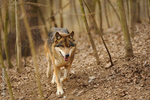 Naklejka portret widok natura ssak