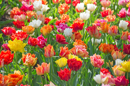 Naklejka pąk ładny rolnictwo tulipan bukiet
