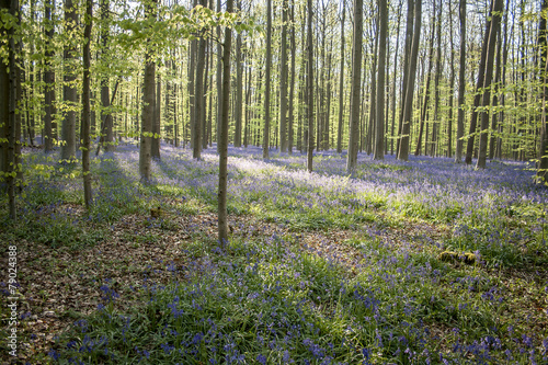 Naklejka kwitnący natura drzewa