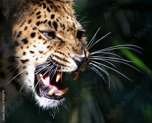 Fotoroleta kot pantera zwierzę twarz