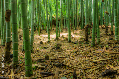 Fotoroleta bambus kioto cisza