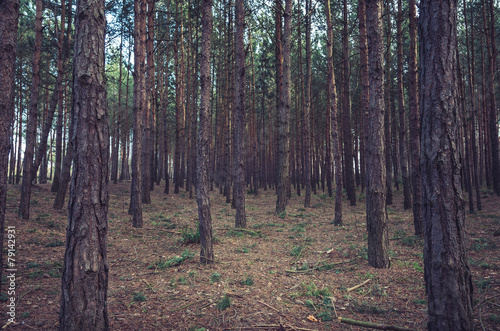 Naklejka natura sosna spokojny las drzewa