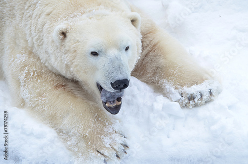 Fotoroleta śnieg fauna natura północ zwierzę