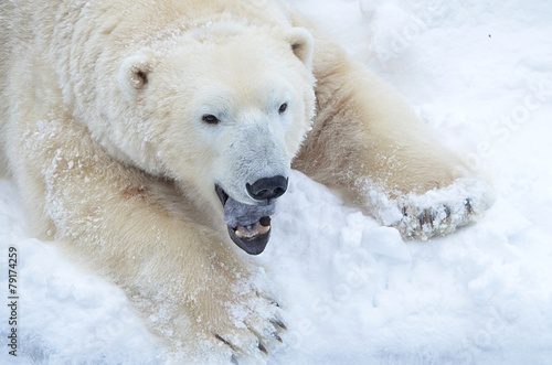 Naklejka śnieg fauna natura północ zwierzę