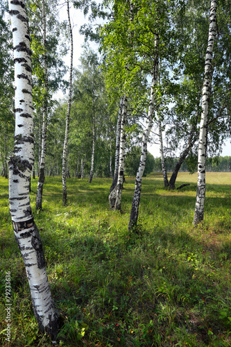 Naklejka natura roślina trawa rosja brzoza