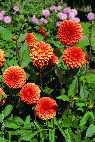 Naklejka kwiat dalia asteraceae korzeń