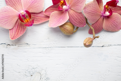 Obraz na płótnie kwiat roślina pąk tropikalny