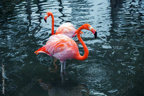 Fotoroleta dziki egzotyczny natura fauna