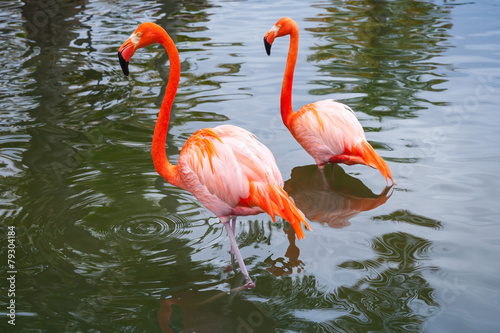 Naklejka tropikalny ptak natura fauna