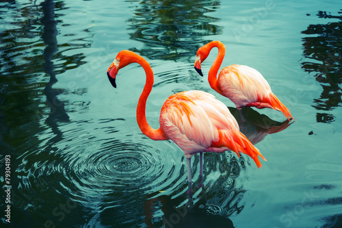 Fotoroleta natura egzotyczny flamingo krajobraz ptak