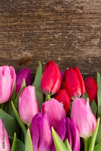 Obraz na płótnie tulipan świeży kwiat natura