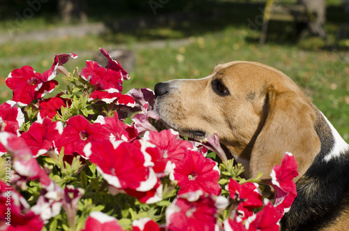 Naklejka Pies i kwiaty