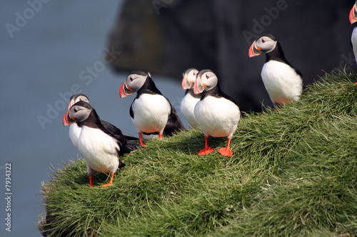 Naklejka islandia ptak natura morze zwierzę