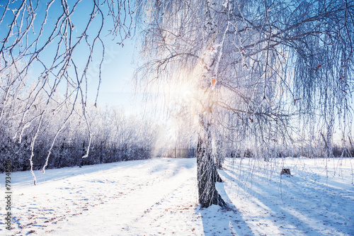 Fototapeta śnieg las natura piękny aleja