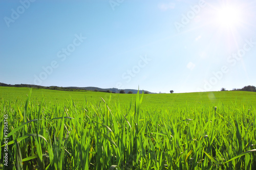 Plakat słońce natura świeży