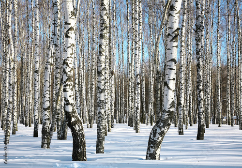 Fototapeta drzewa natura pejzaż wzór