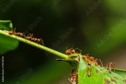 Fototapeta natura błąd czerwony owad dzikość