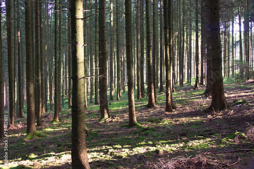 Naklejka jesień natura ścieżka