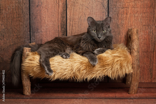 Plakat Kot na drewnianym łóżeczku