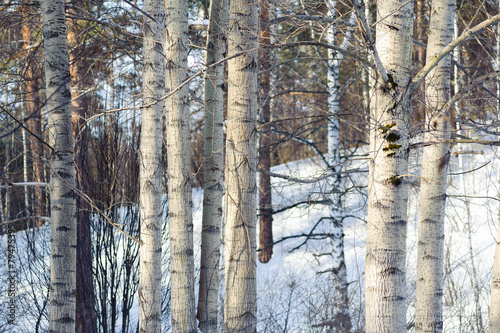 Fototapeta niebo śnieg krzew sosna trawa