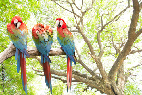 Fototapeta tropikalny piękny fauna zwierzę dziki