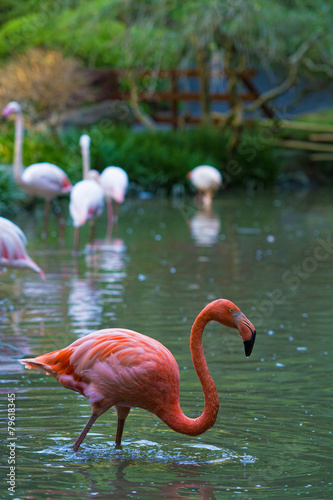 Plakat flamingo ptak portret zwierzę stado