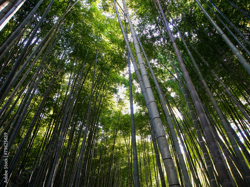 Naklejka bambus zielony   