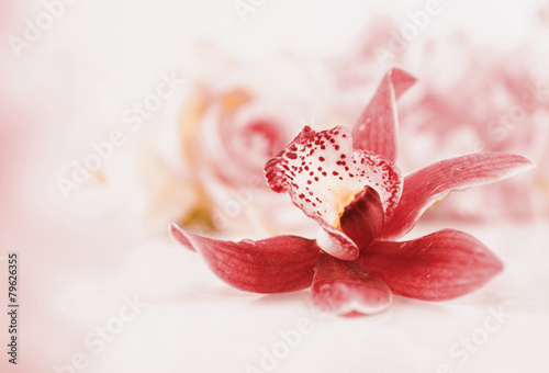 Plakat piękny egzotyczny kwiat