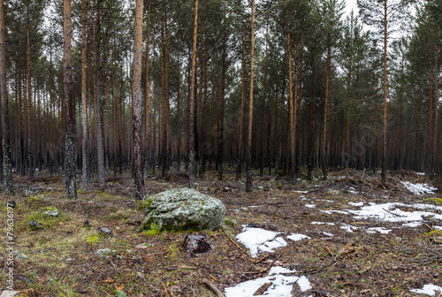 Naklejka pejzaż jesień natura las drzewa