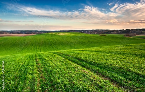 Naklejka łąka niebo zboże