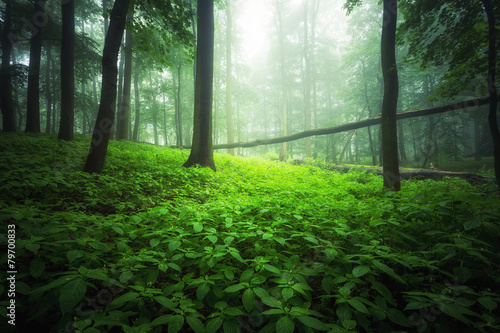 Obraz na płótnie natura las trawa krajobraz tropikalny