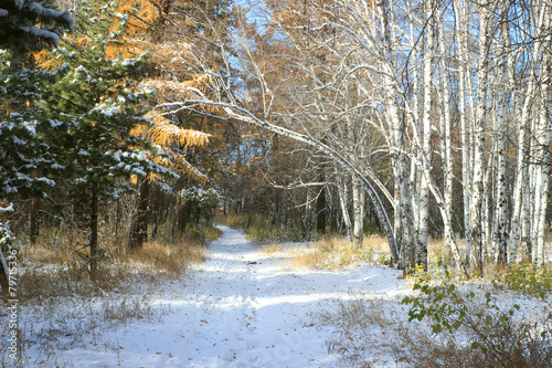 Fototapeta piękny natura sosna rosja