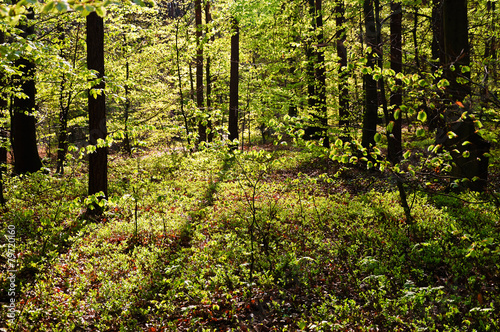 Fotoroleta krajobraz drzewa natura roślina