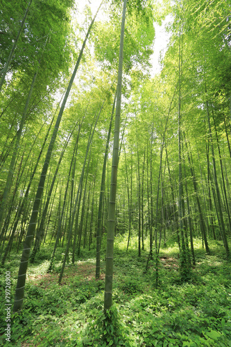 Obraz na płótnie obraz bambus krajobraz roślina