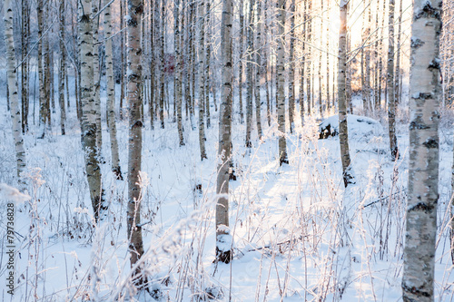 Fototapeta las świt natura