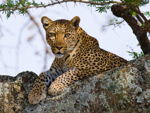 Naklejka natura kot drzewa safari zwierzę