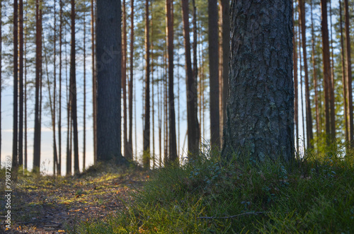 Obraz na płótnie lato sosna słońce natura śnieg