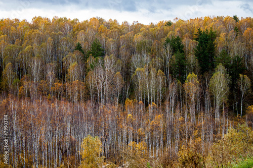 Naklejka natura krzew las brzoza pejzaż