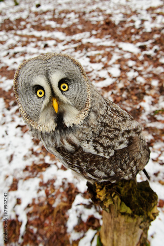 Fotoroleta natura zwierzę noc sowa drzewa