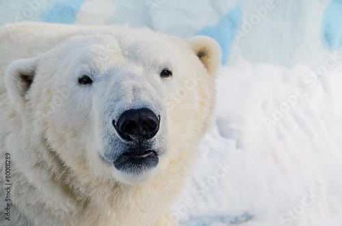 Fototapeta niedźwiedź fauna zwierzę północ