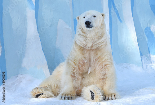 Fotoroleta zwierzę północ niedźwiedź śnieg