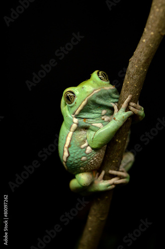 Plakat natura żaba płaz zwierzę