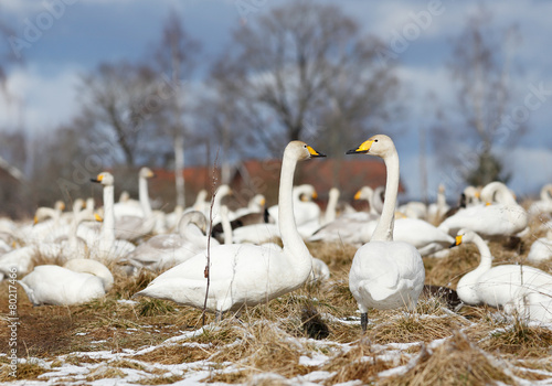 Naklejka szwecja natura zwierzę ptak