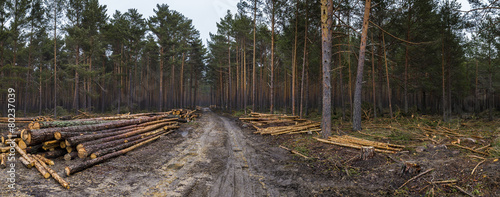 Naklejka pejzaż drzewa natura