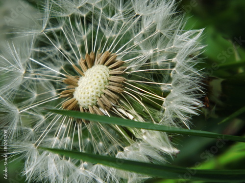 Obraz na płótnie roślina zdrowy kwiat