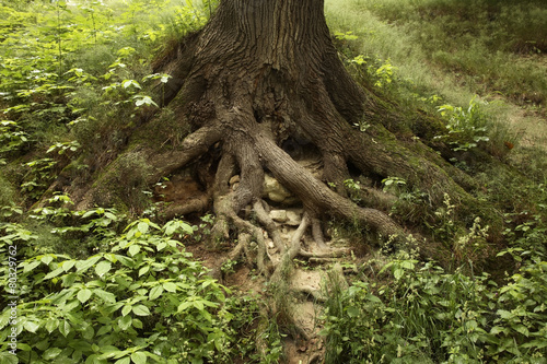 Obraz na płótnie trawa pałac park